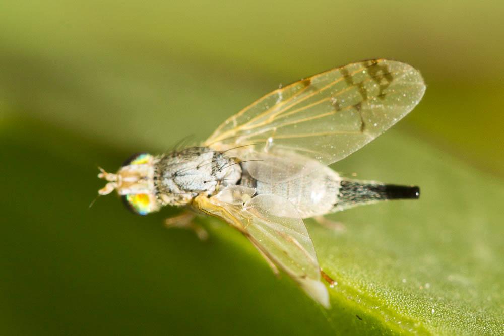 Acanthiophilus helianthi (Rossi, 1794)