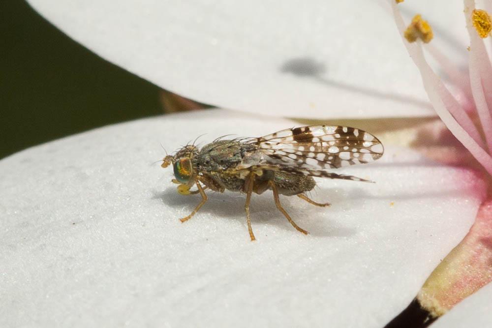 Tephritis matricariae (Loew, 1844)