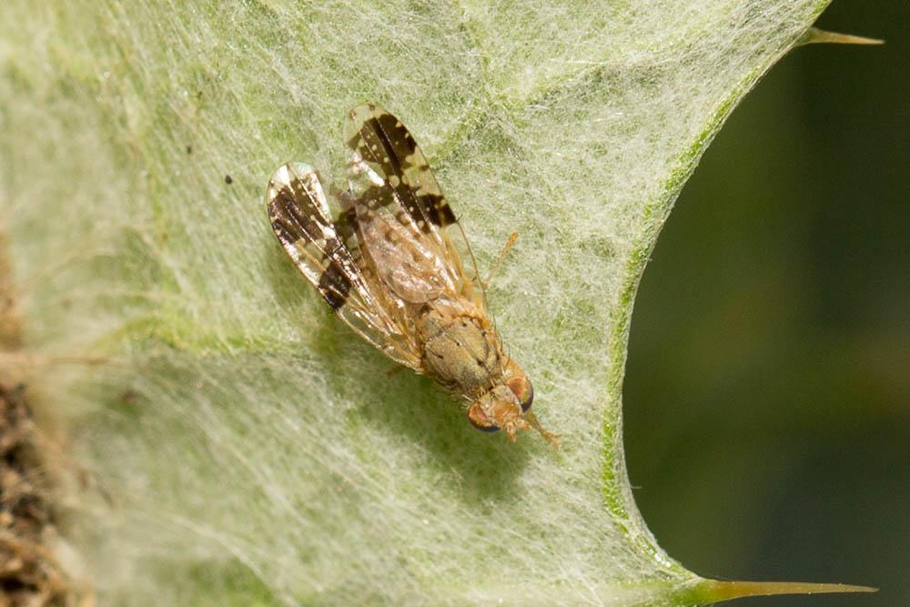 Tephritis bardanae (Schrank, 1803)