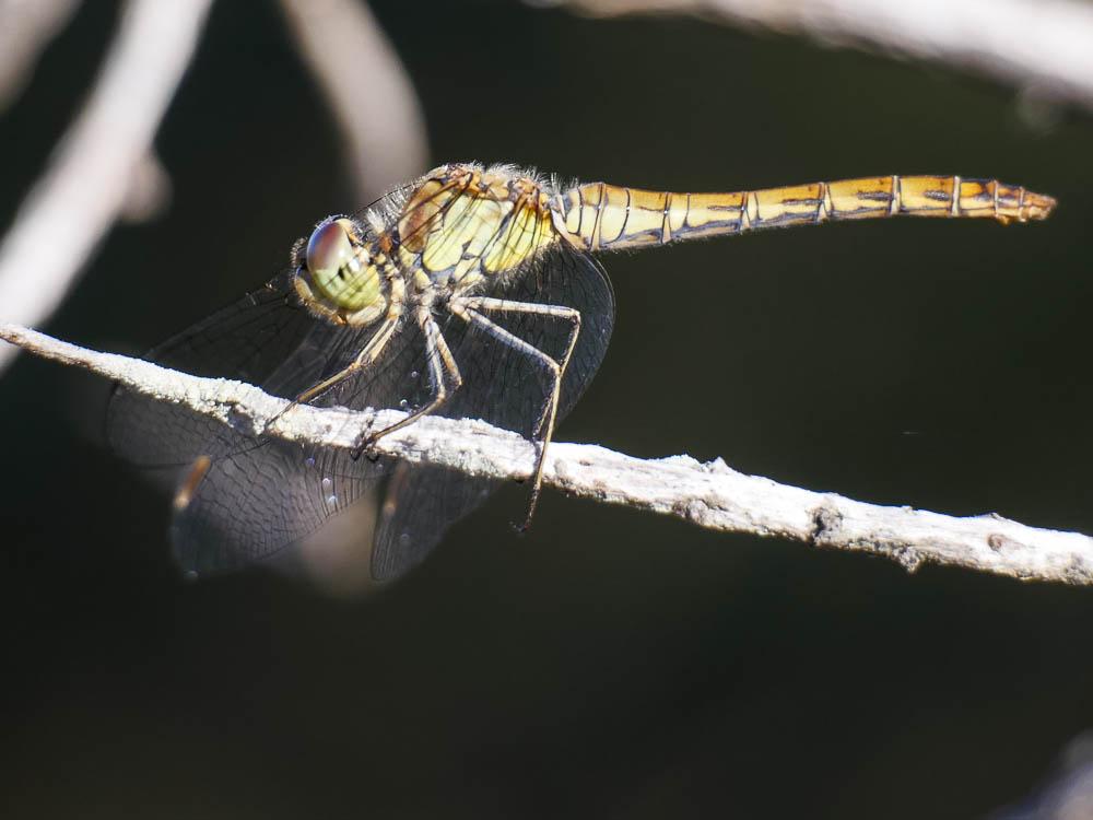 Sympétrum fascié (Le) Sympetrum striolatum (Charpentier, 1840)