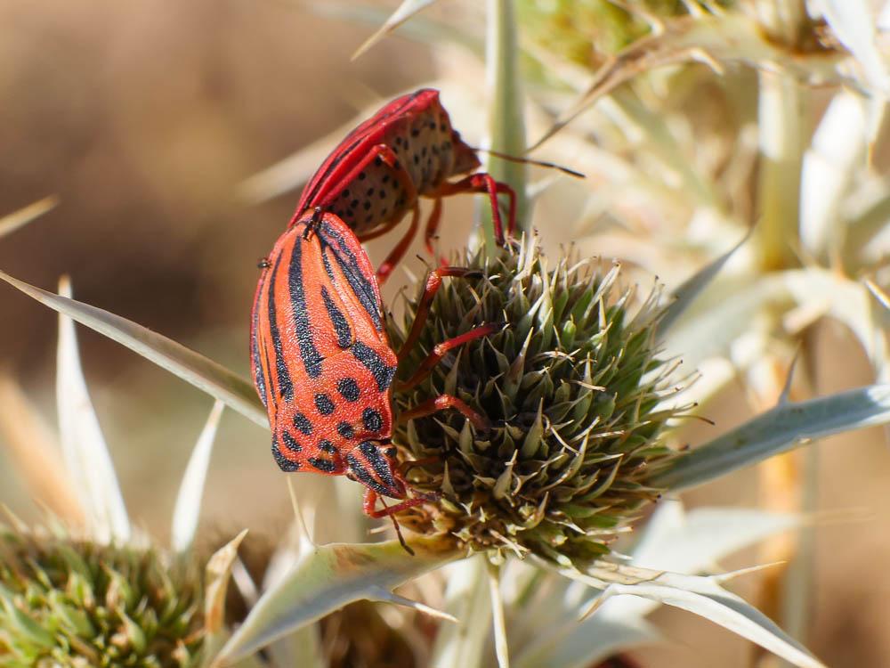 Graphosoma semipunctatum (Fabricius, 1775)