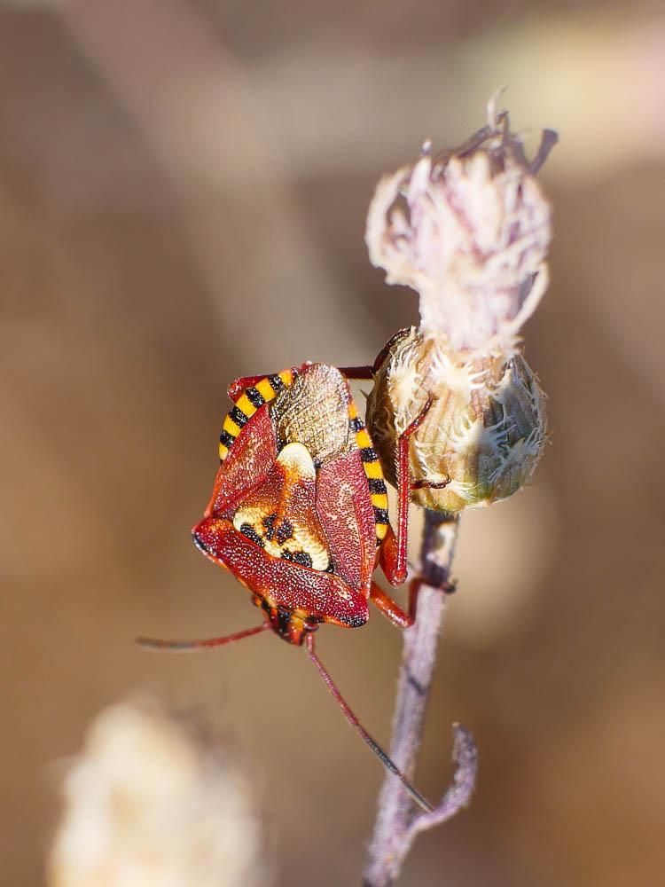Codophila varia (Fabricius, 1787)