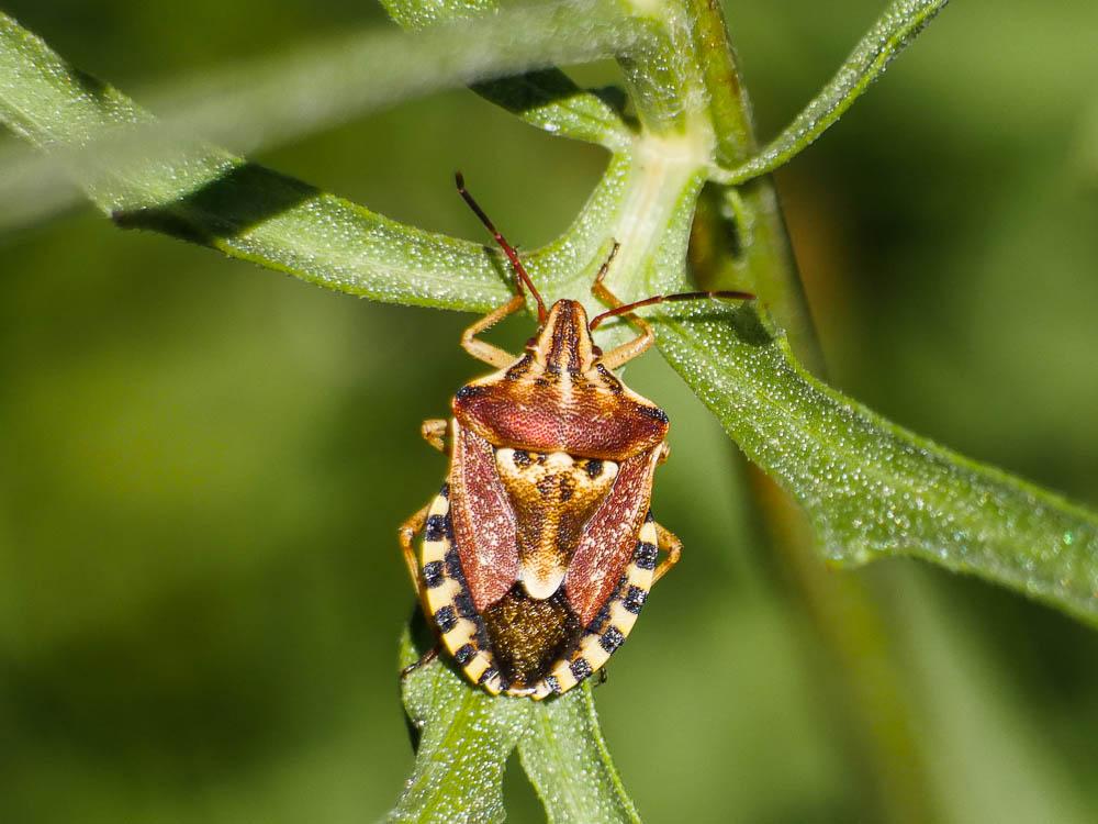 Codophila varia (Fabricius, 1787)