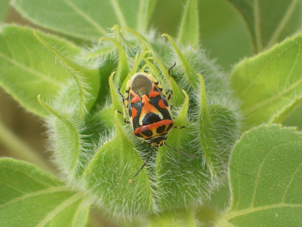 Eurydema ornata (Linnaeus, 1758)