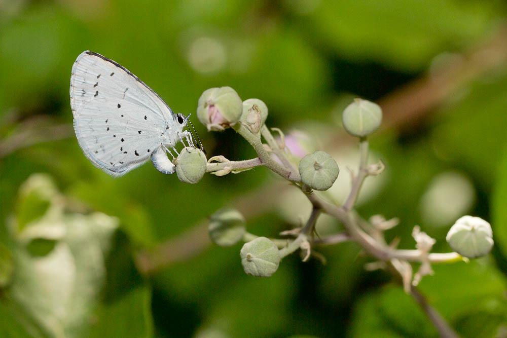 Azuré des Nerpruns (L'), Argus à bande noire (L'), Celastrina argiolus (Linnaeus, 1758)