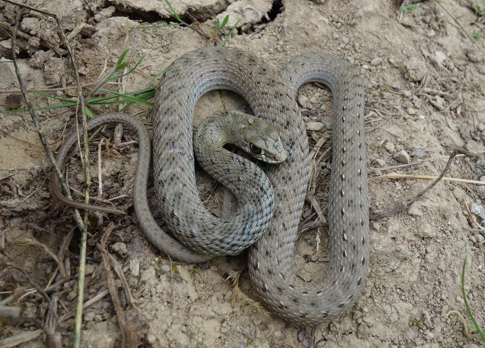 La Couleuvre de Montpellier Malpolon monspessulanus (Hermann, 1804)