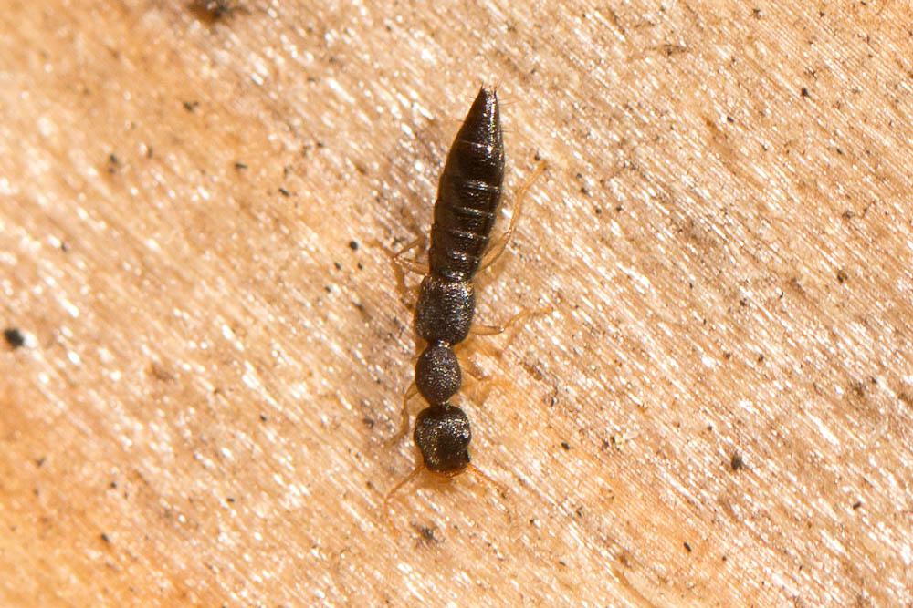 Astenus immaculatus Stephens, 1833