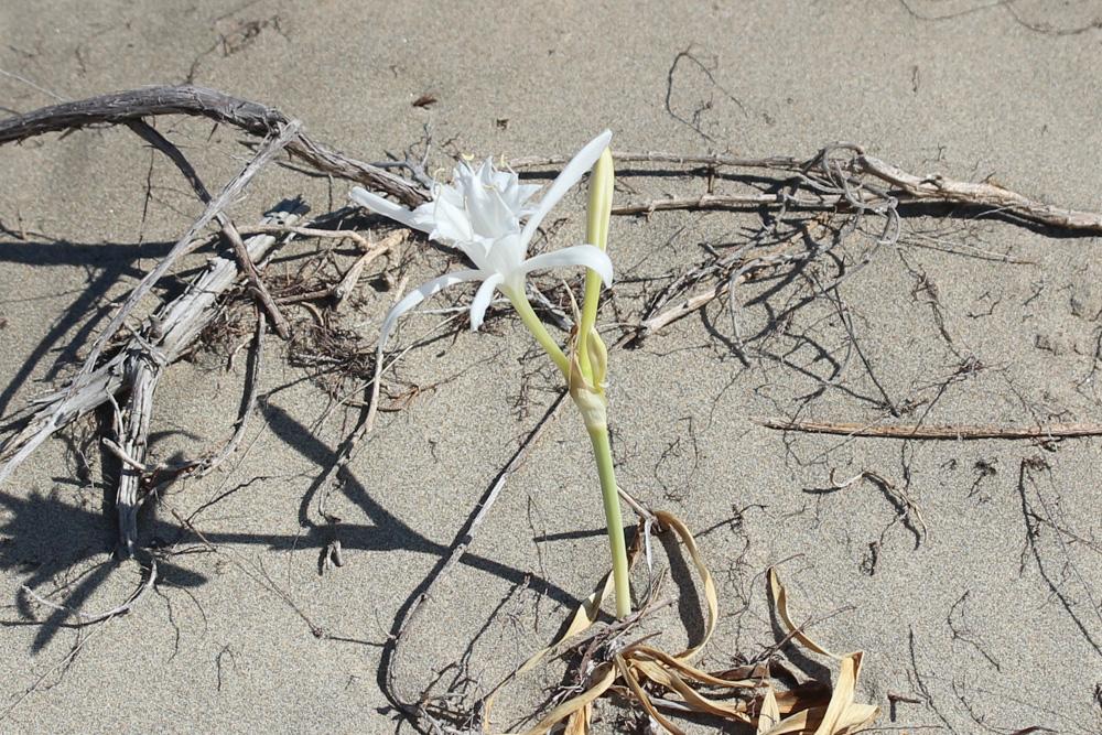 Lys de mer, Lis maritime, Lis des sables Pancratium maritimum L., 1753