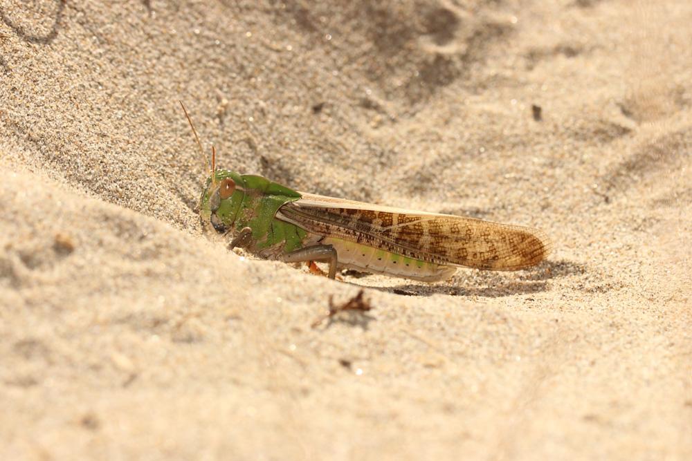 Criquet migrateur, Criquet voyageur, Criquet cendr Locusta migratoria (Linnaeus, 1758)