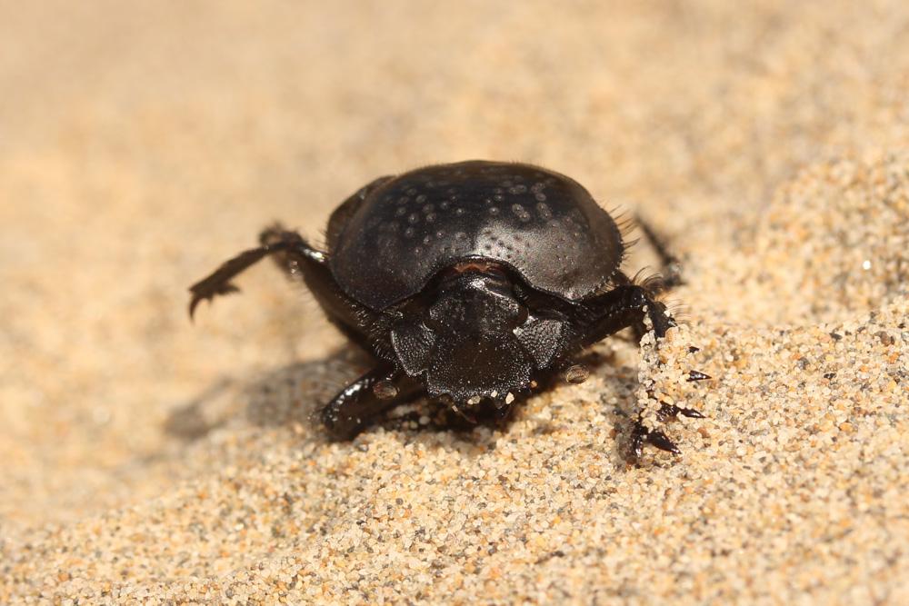 Scarabée semi-ponctuée Scarabaeus semipunctatus Fabricius, 1792