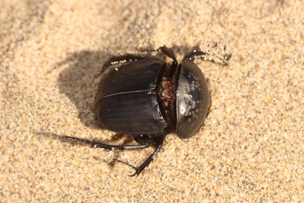 Scarabée semi-ponctuée Scarabaeus semipunctatus Fabricius, 1792