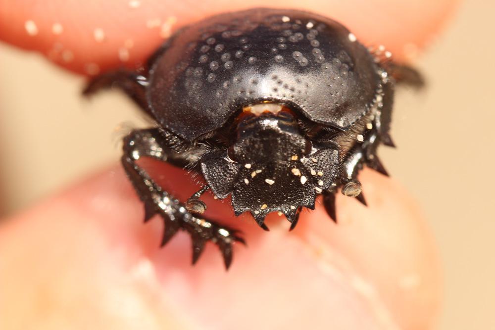 Scarabée semi-ponctuée Scarabaeus semipunctatus Fabricius, 1792