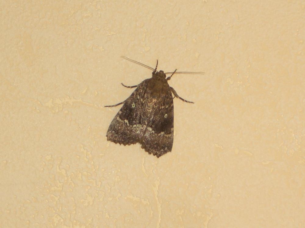 Pyramide (La) Amphipyra pyramidea (Linnaeus, 1758)