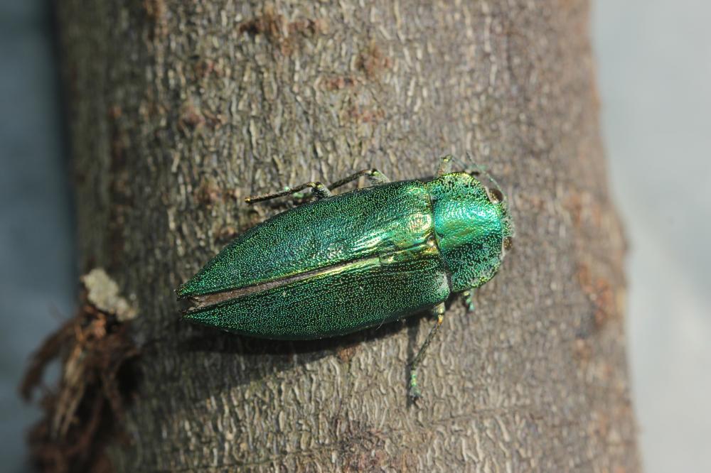 Latipalpe à dos plat Latipalpis plana (Olivier, 1790)