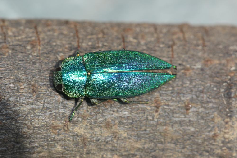 Latipalpe à dos plat Latipalpis plana (Olivier, 1790)