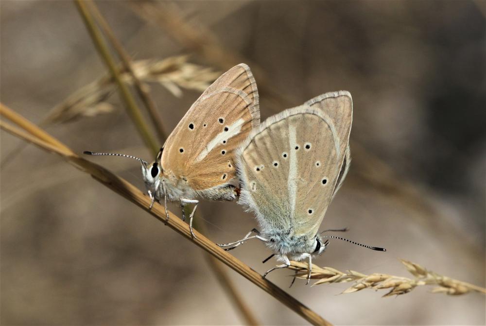 Sablé de la Luzerne (Le), Argus bleu clair (L') Polyommatus dolus (Hübner, 1823)