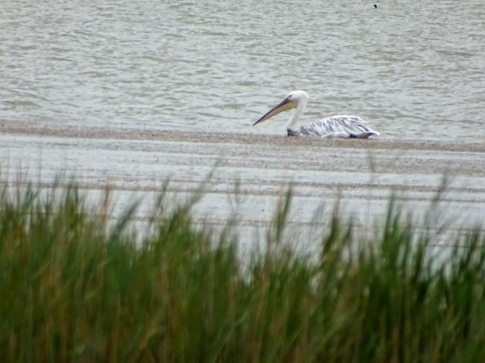 Pélican blanc Pelecanus onocrotalus Linnaeus, 1758