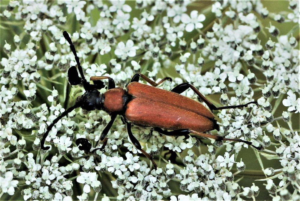 Lepture rouge Stictoleptura rubra (Linnaeus, 1758)