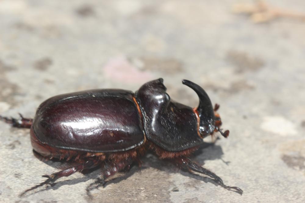 Scarabée rhinocéros européen, Rhinocéros Oryctes nasicornis (Linnaeus, 1758)