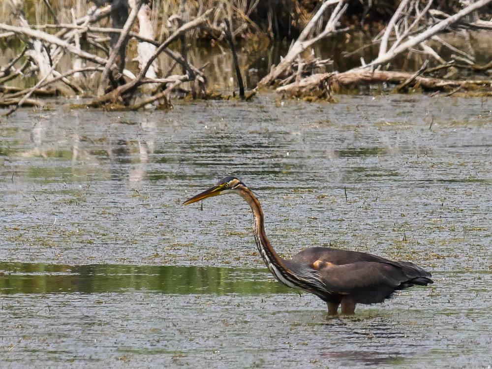 Héron pourpré Ardea purpurea Linnaeus, 1766