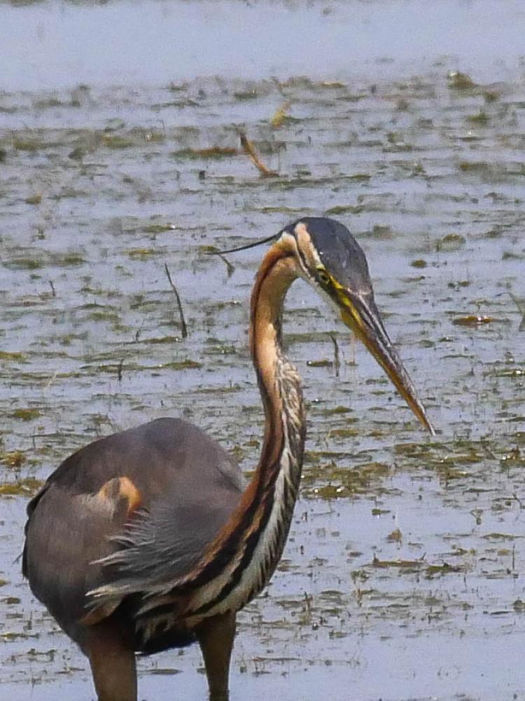 Héron pourpré Ardea purpurea Linnaeus, 1766