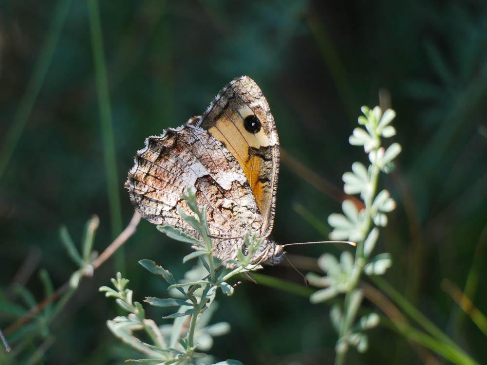 Agreste (L') Hipparchia semele (Linnaeus, 1758)