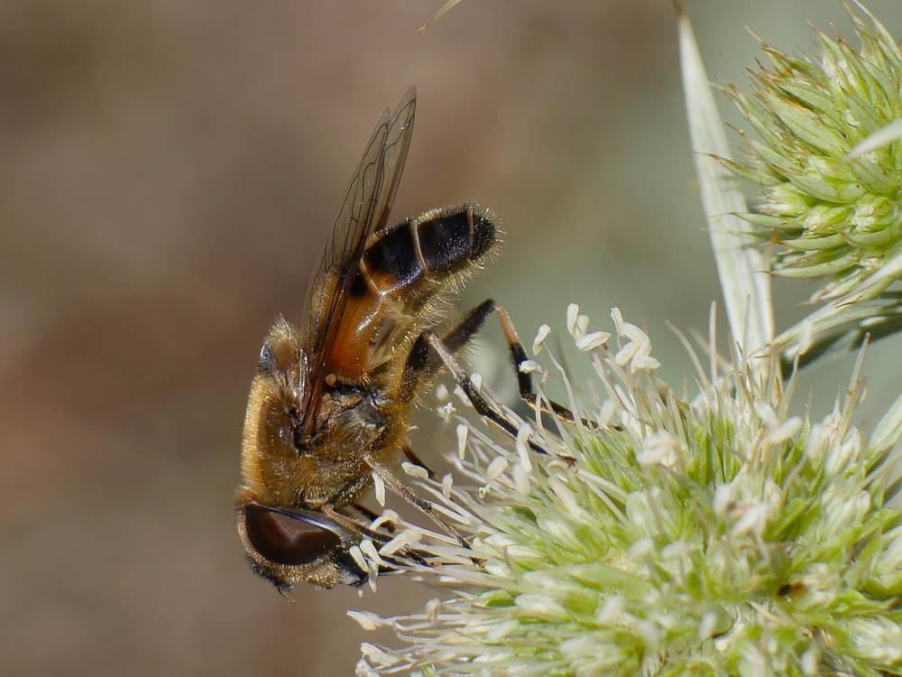 Eristale gluante, Mouche pourceau Eristalis tenax (Linnaeus, 1758)
