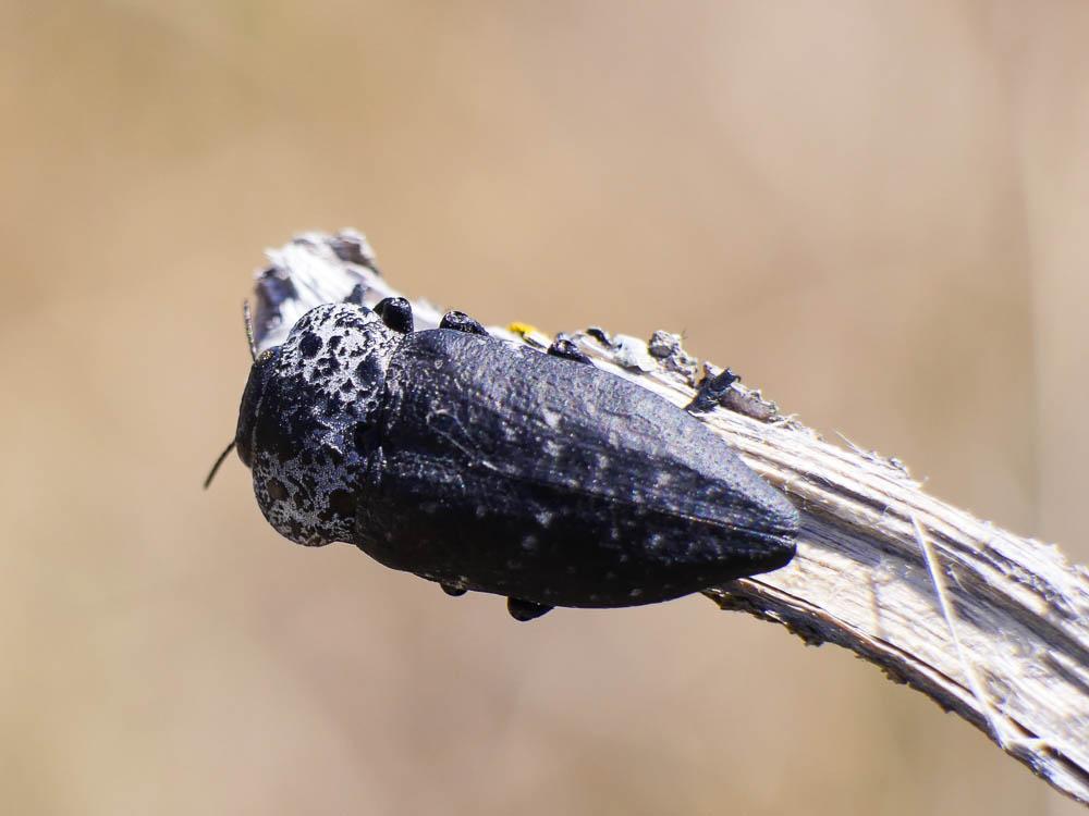Capnode du Pêcher Capnodis tenebrionis (Linnaeus, 1760)