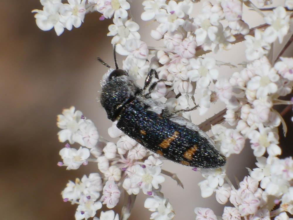  Acmaeoderella flavofasciata (Piller & Mitterpacher, 1783)