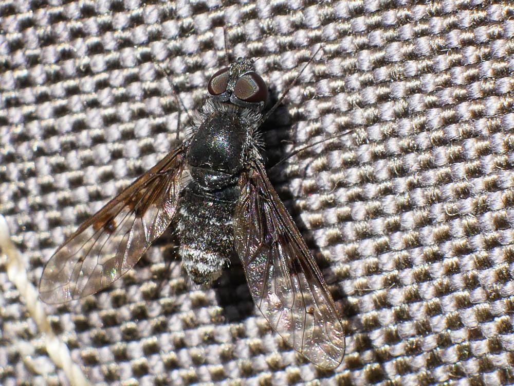 Anthrax trifasciatus Meigen, 1804