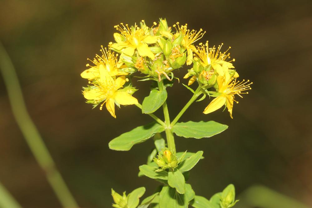 Millepertuis à quatre ailes, Millepertuis à quatre Hypericum tetrapterum Fr., 1823
