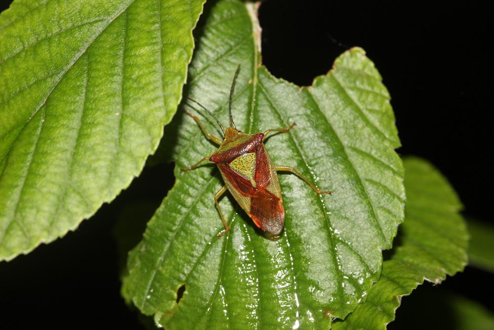 Punaise de l'aubépine, Punaise ensanglantée Acanthosoma haemorrhoidale (Linnaeus, 1758)