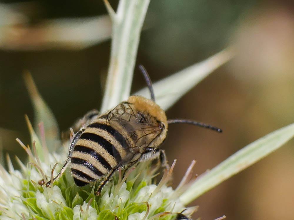  Colletes Latreille, 1802
