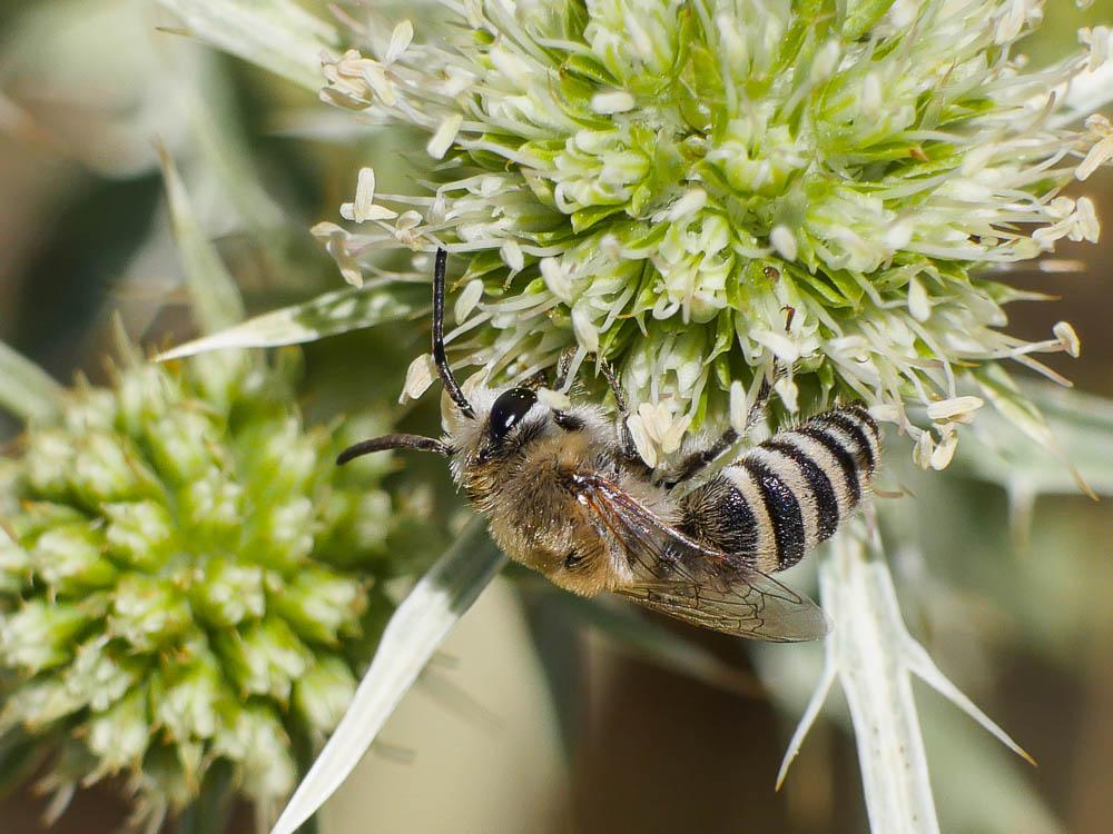  Colletes Latreille, 1802