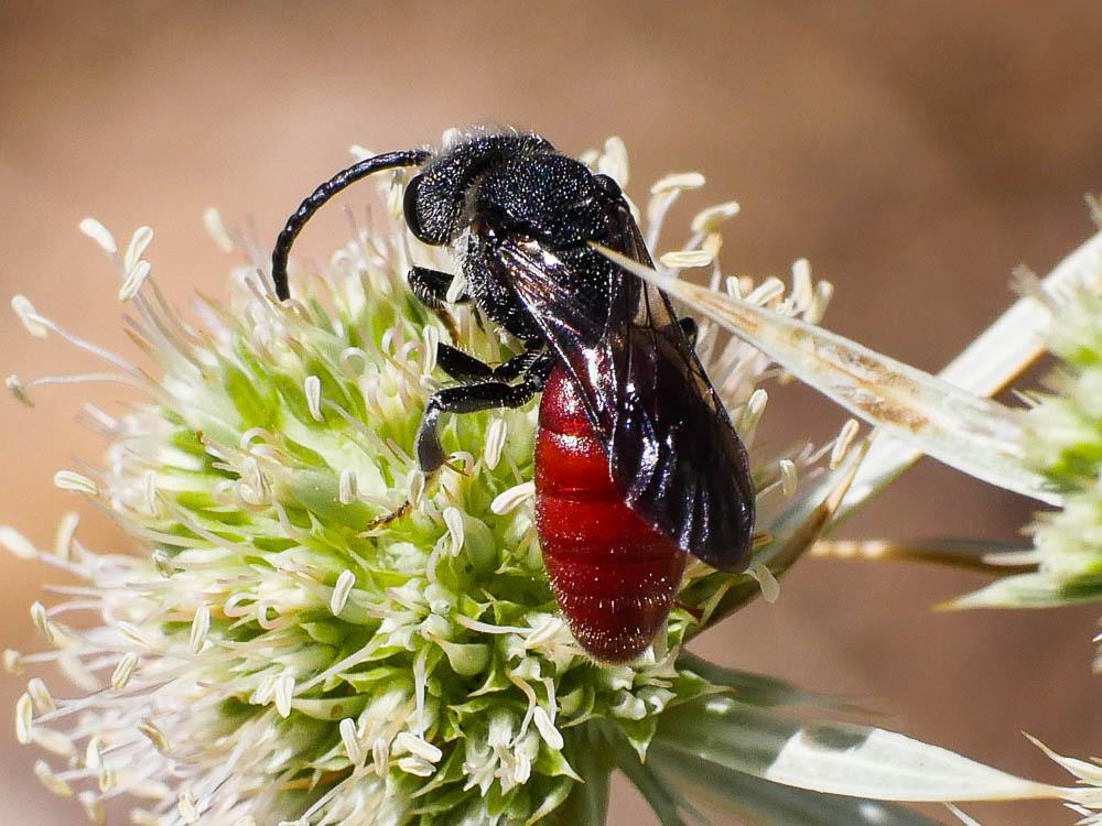 Sphecodes Latreille, 1804