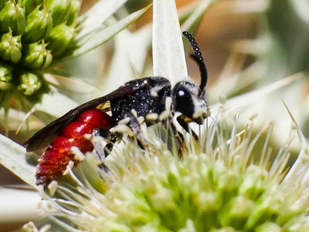 Sphecodes Latreille, 1804