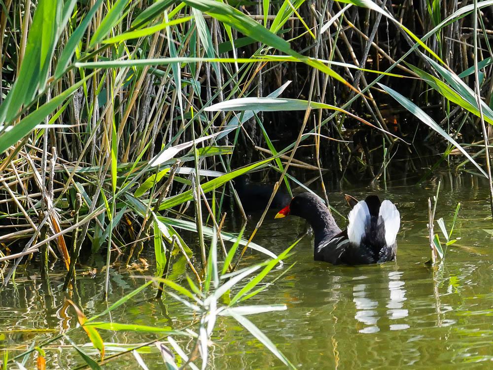Poule-d'eau, Gallinule poule-d'eau Gallinula chloropus (Linnaeus, 1758)