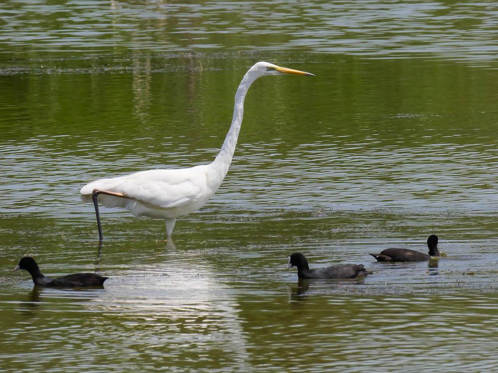 Grande Aigrette Ardea alba Linnaeus, 1758