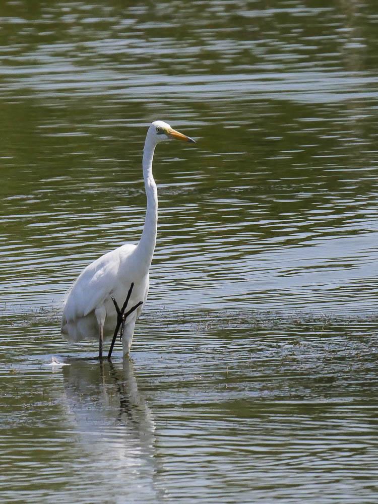 Grande Aigrette Ardea alba Linnaeus, 1758