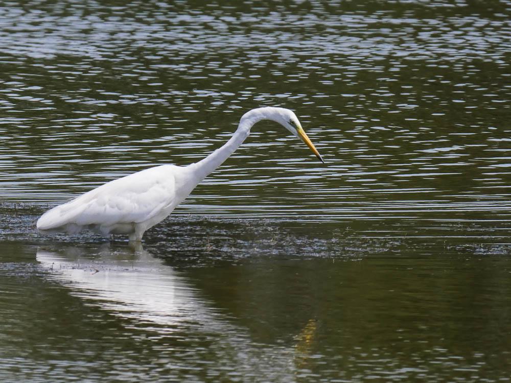 Grande Aigrette Ardea alba Linnaeus, 1758