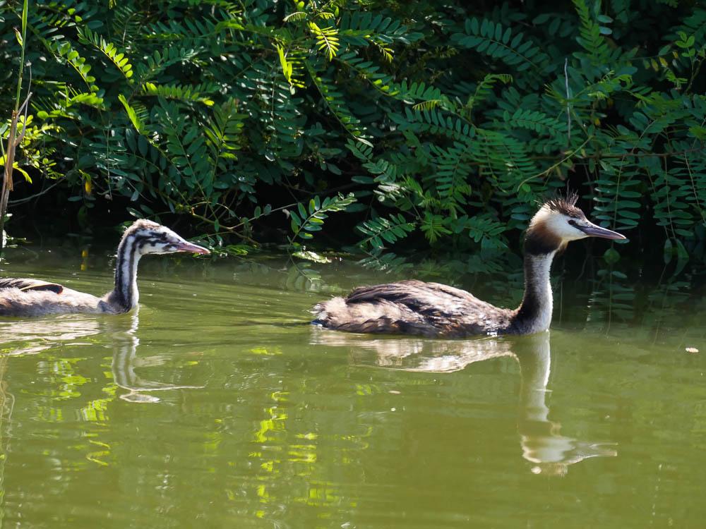 Grèbe huppé Podiceps cristatus (Linnaeus, 1758)