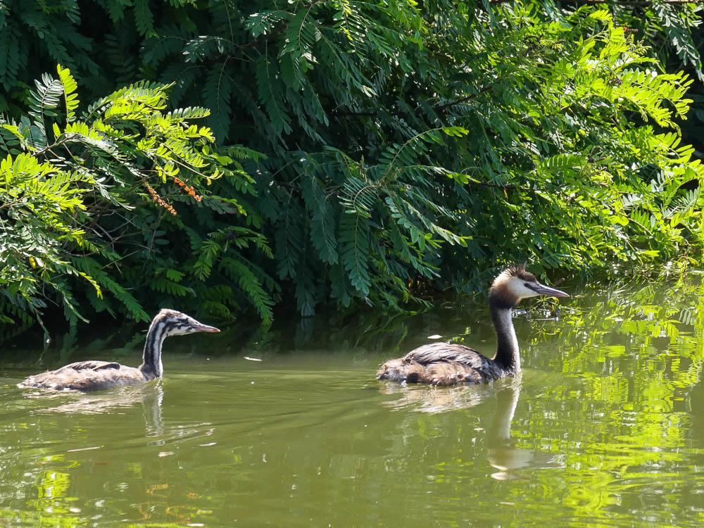 Grèbe huppé Podiceps cristatus (Linnaeus, 1758)