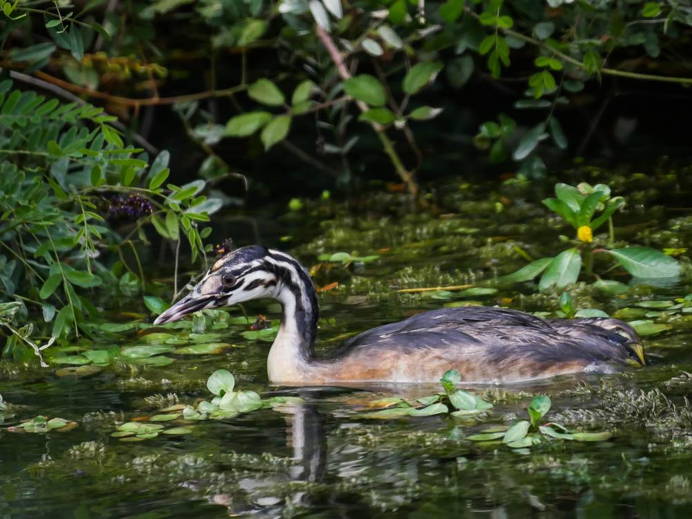Grèbe huppé Podiceps cristatus (Linnaeus, 1758)