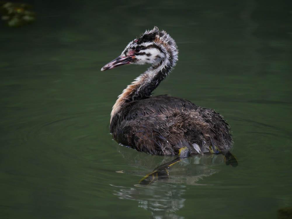 Grèbe huppé Podiceps cristatus (Linnaeus, 1758)