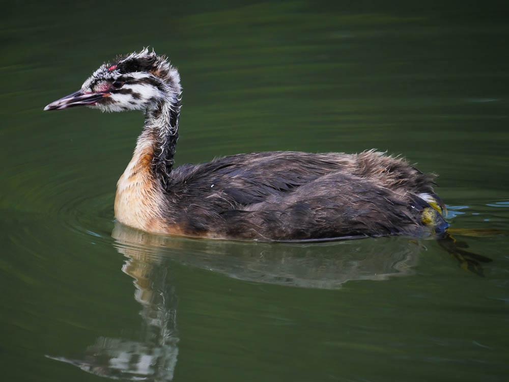 Grèbe huppé Podiceps cristatus (Linnaeus, 1758)