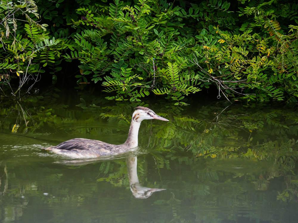 Grèbe huppé Podiceps cristatus (Linnaeus, 1758)