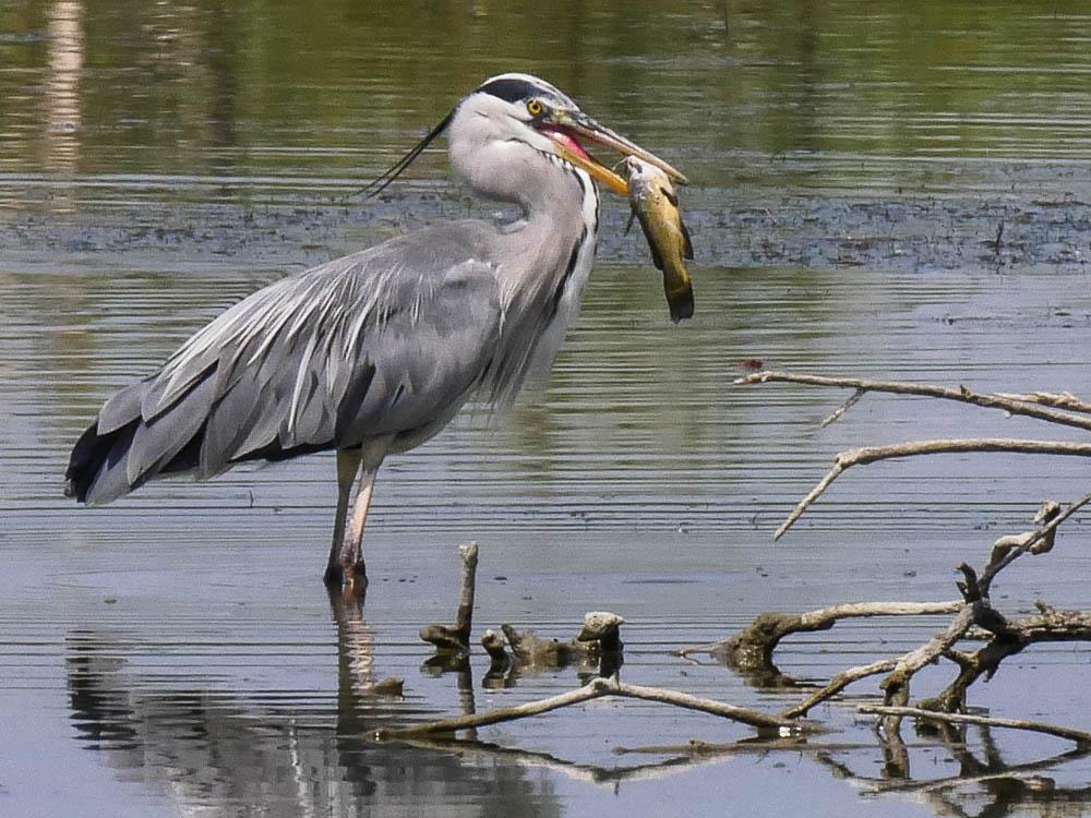 Héron cendré Ardea cinerea Linnaeus, 1758