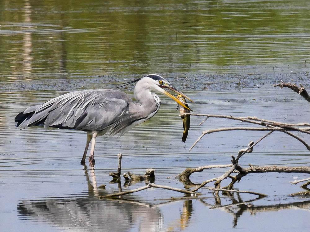 Héron cendré Ardea cinerea Linnaeus, 1758