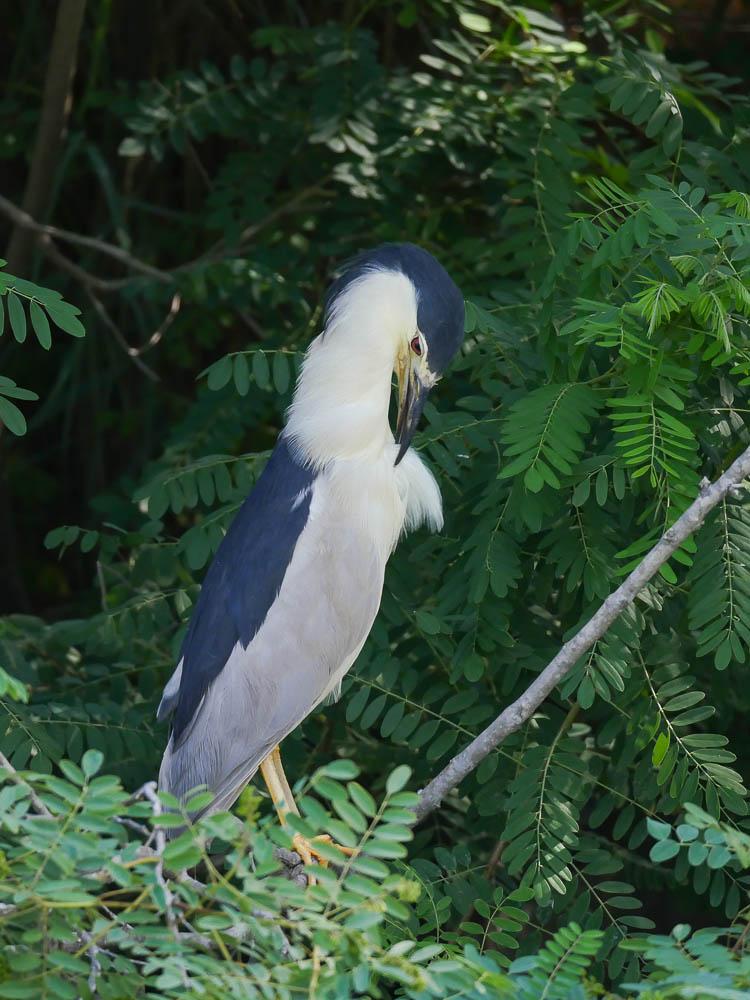 Héron bihoreau, Bihoreau gris Nycticorax nycticorax (Linnaeus, 1758)