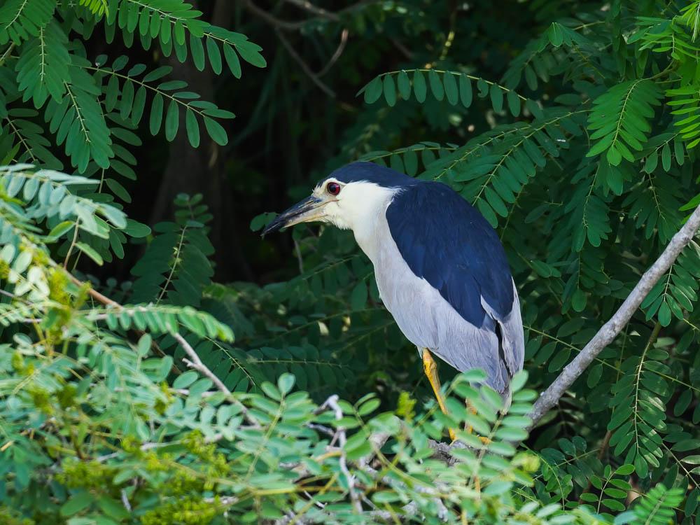 Héron bihoreau, Bihoreau gris Nycticorax nycticorax (Linnaeus, 1758)